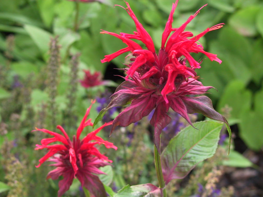 Monarda didyma Cambridge Scarlet 02.jpg